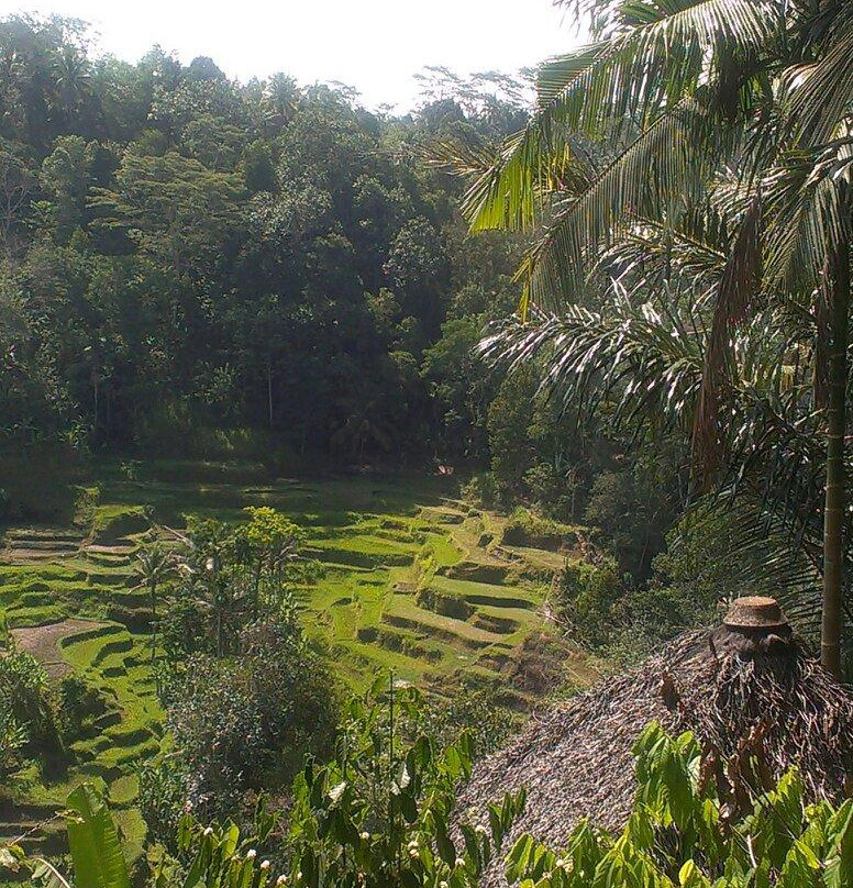 Bali Pulina Coffee Plantation-吉安雅必去景点