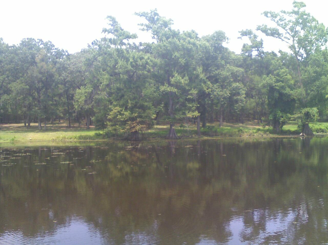 Lake Bistineau State Park景点图片