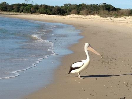 Hastings Point Headland景点图片