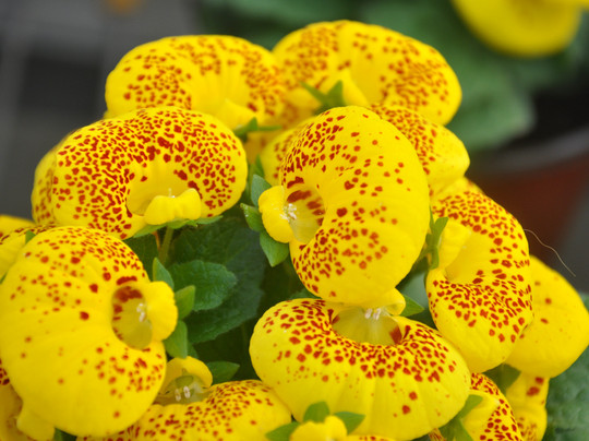 北京世界花卉大观园-北京市必去景点