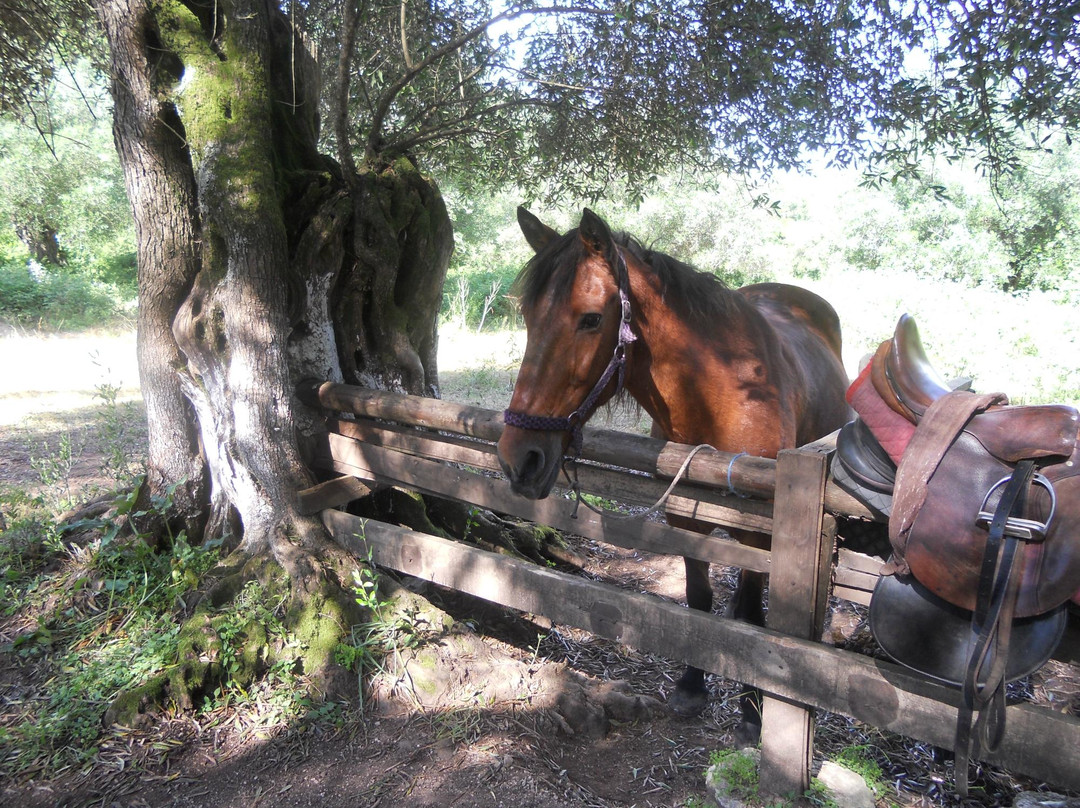 Corfu Riding Centre (Dimitris)ISSOS-Avlaki必去景点