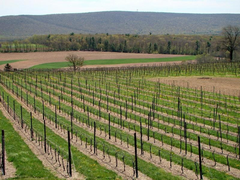 Galen Glen Winery景点图片