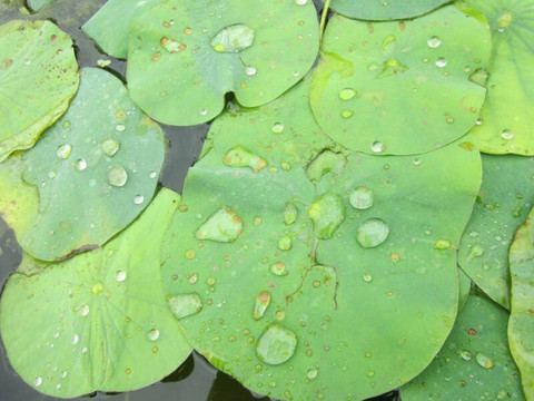 洪湖公园-深圳市必去景点