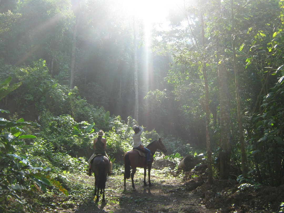 Discovery Horseback Tours景点图片