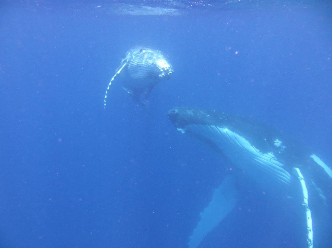 Whales in the Wild-Neiafu必去景点