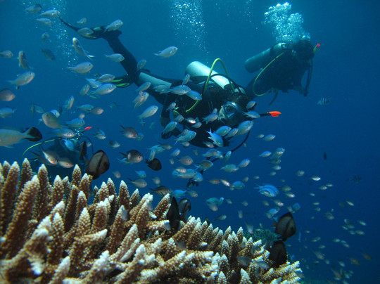 Blue Paradise Diving-沙努尔必去景点