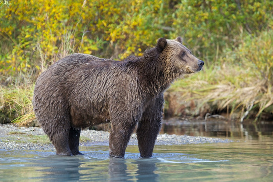 Beluga Air LLC-荷马必去景点