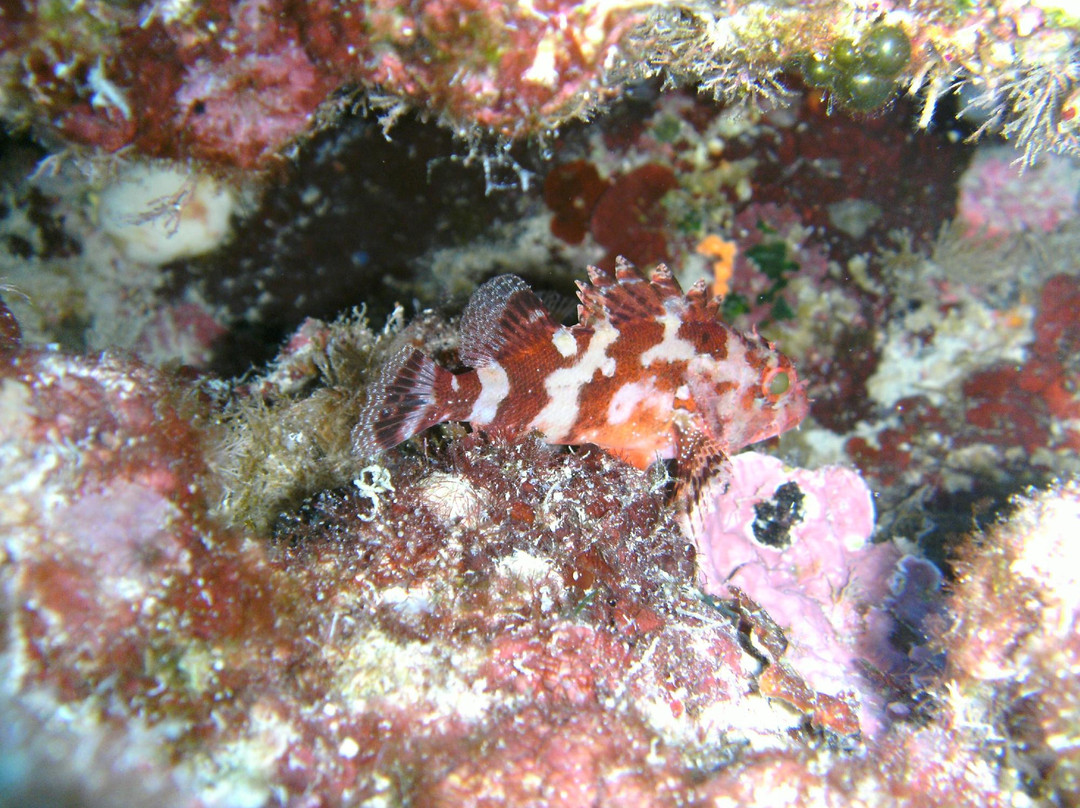Sirena Diving Center景点图片