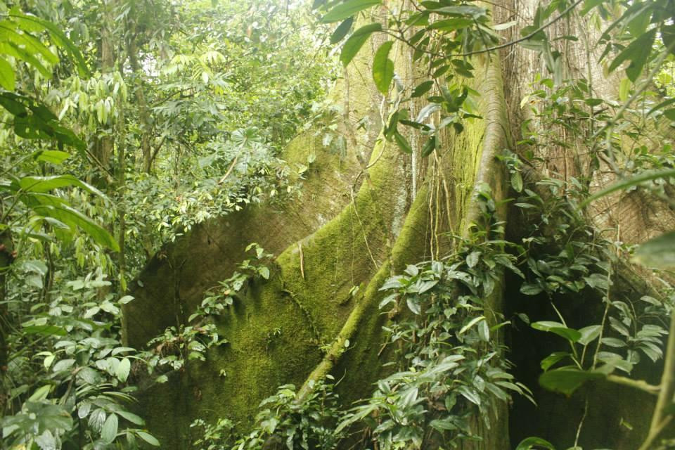 Cinco Ceibas Rainforest Reserve and Adventure Park景点图片
