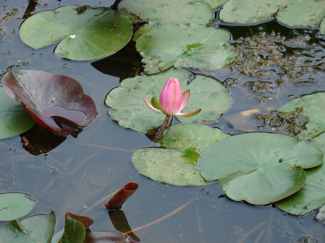 武汉东湖-武汉市必去景点