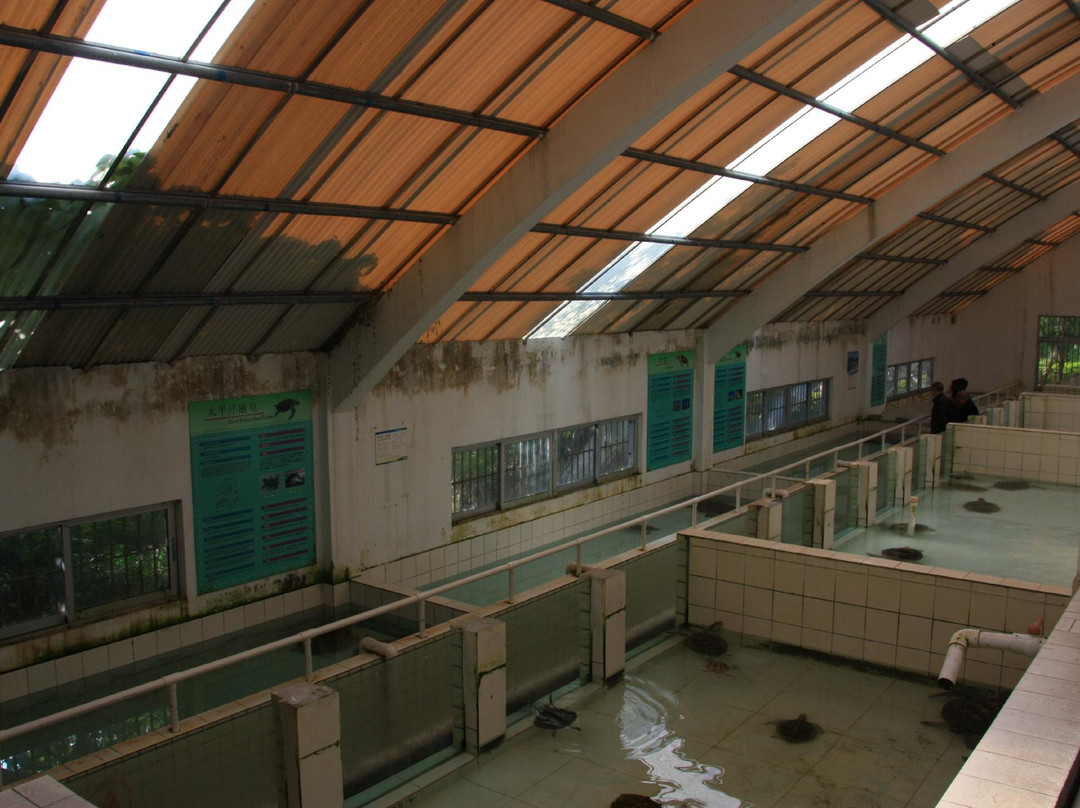 惠州海龟自然保护区-惠东县必去景点