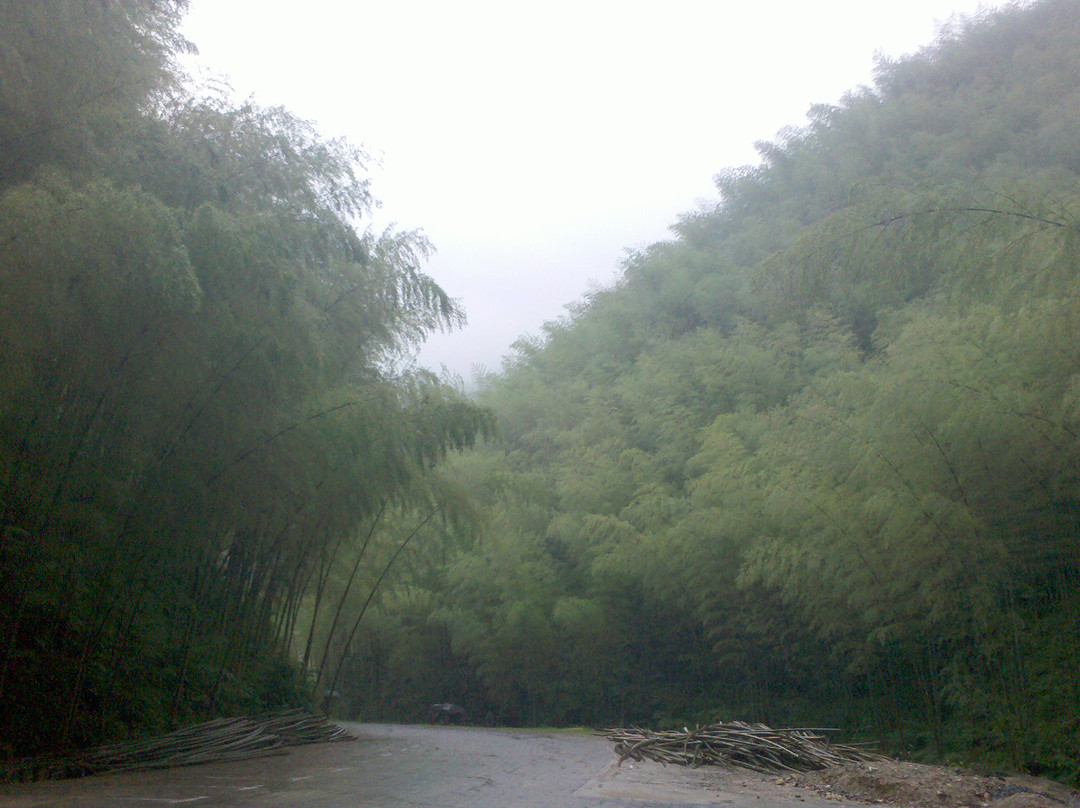 黄山竹海木坑-黟县必去景点