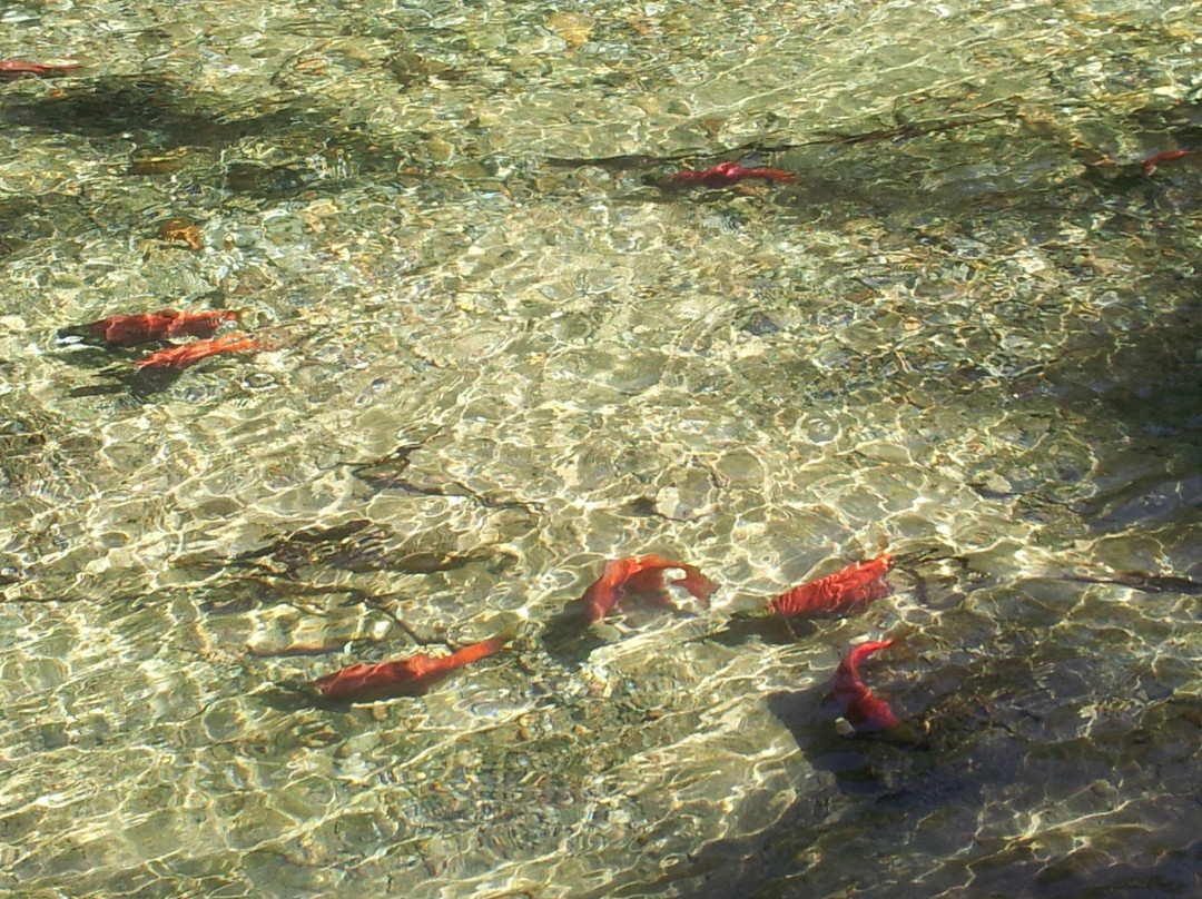 Stehekin River景点图片