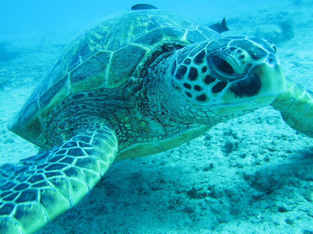 Island WaterSports Hawaii-火奴鲁鲁必去景点