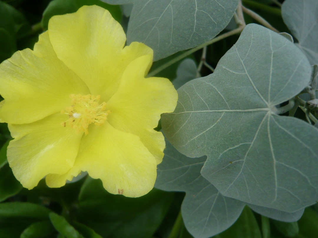 夏威夷热带植物园-库克船长必去景点