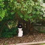 萨默兰酒店住宿-Dogwood Bed and Breakfast