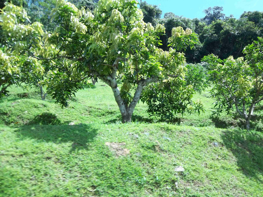 MARDI Langkawi Agro Technology Park景点图片