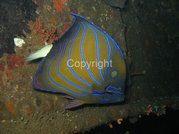 Ocean Dreams Pemuteran-佩母德兰必去景点