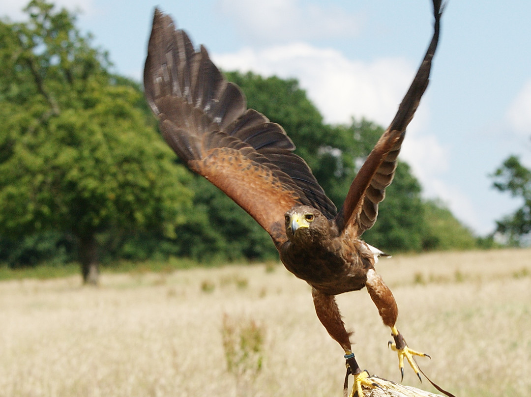 Falconry with Nigel Hawkins景点图片