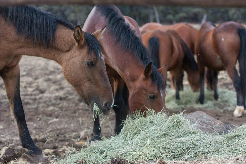 Wild Horse Sanctuary景点图片