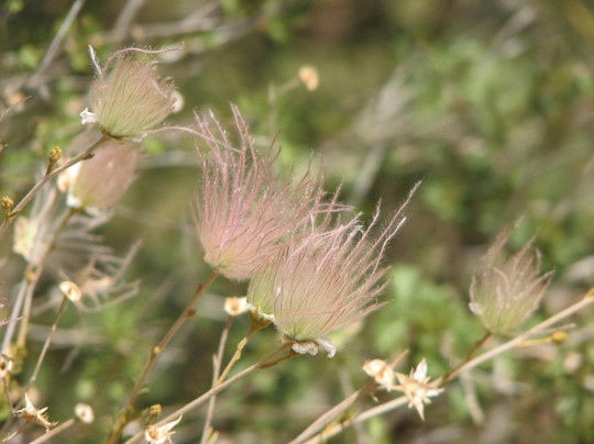 Chihuahuan Desert Nature Center & Botanical Gardens-Fort Davis必去景点