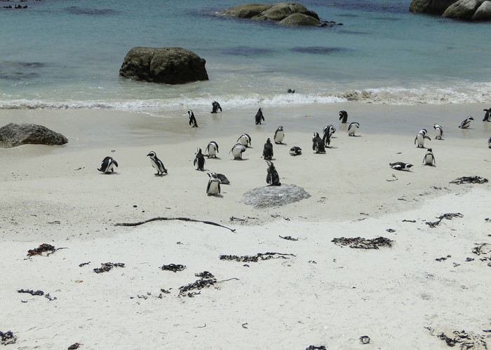 Cape Town Day Tours-Rondebosch必去景点