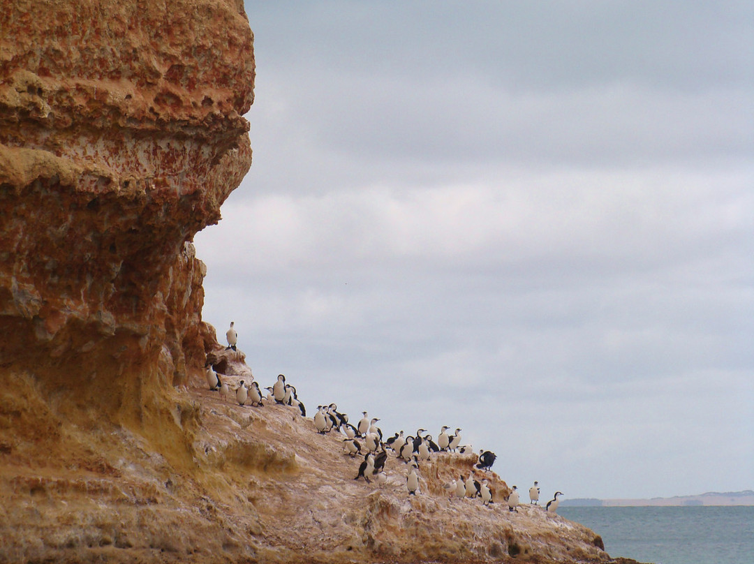 Cruising Kangaroo Island Kayak Tours-American River必去景点