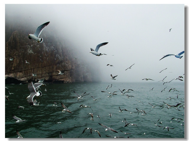 烟台长岛万鸟岛-长岛县必去景点