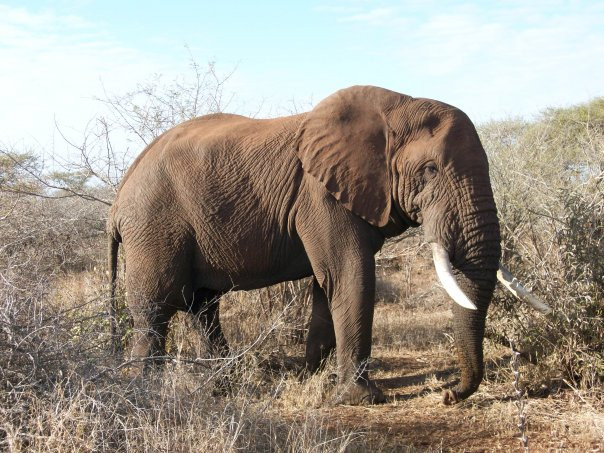 Phuza Moya Private Game Reserve-克鲁格国家公园必去景点