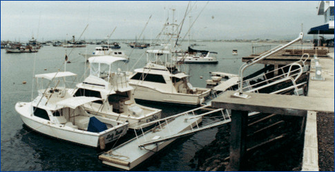 Bluemarlin Fishing Charters景点图片