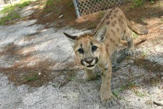 McCarthy's Wildlife Sanctuary景点图片