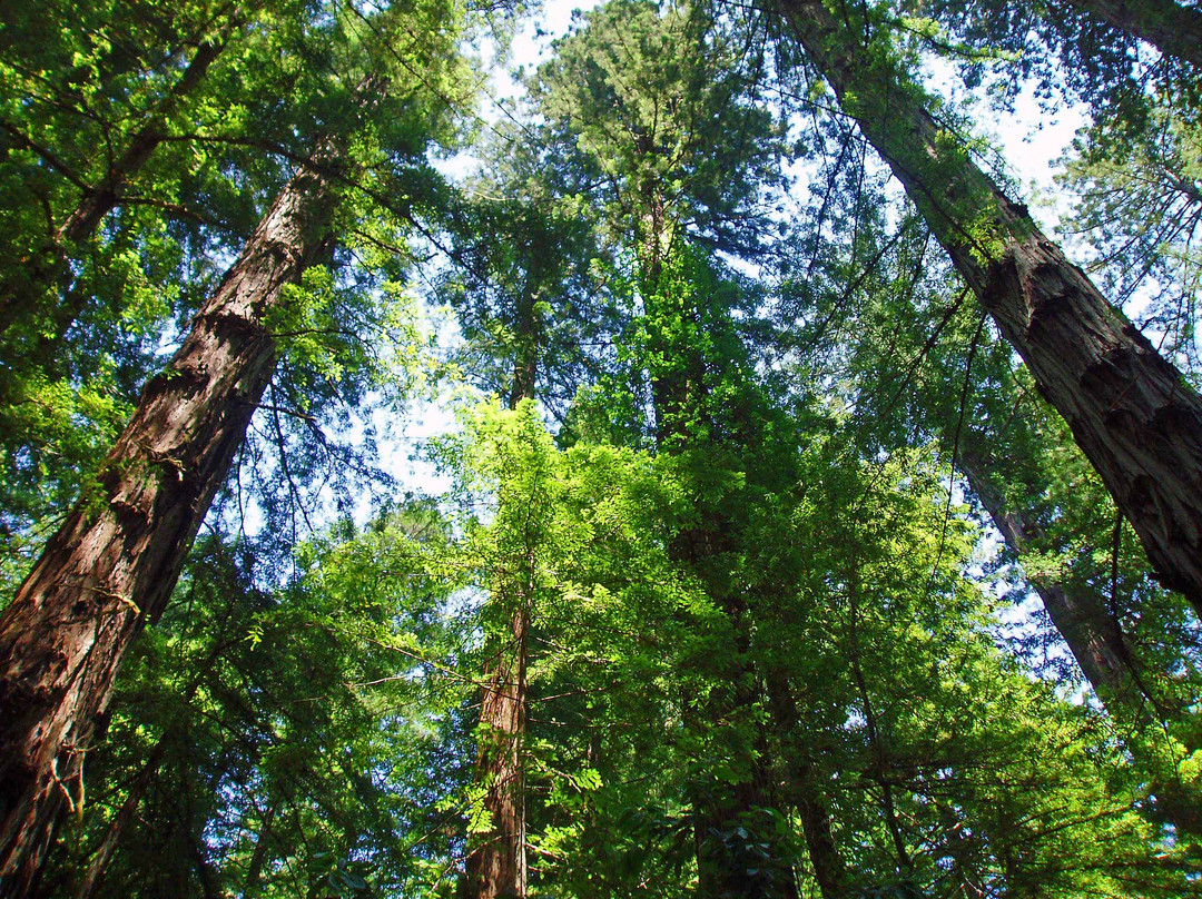 Armstrong Redwood State Reserve景点图片