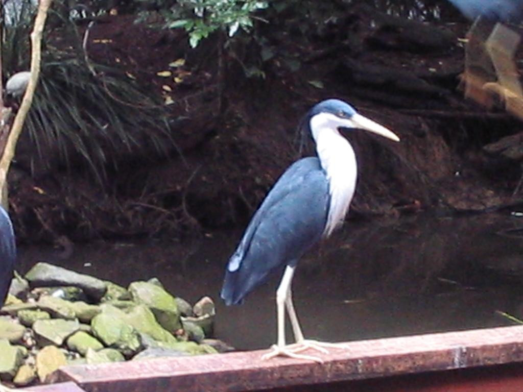 Wildlife Habitat Port Douglas-道格拉斯港必去景点