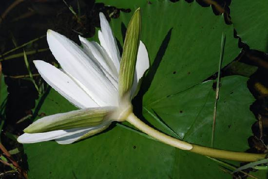 Taman Botani Negara Shah Alam景点图片