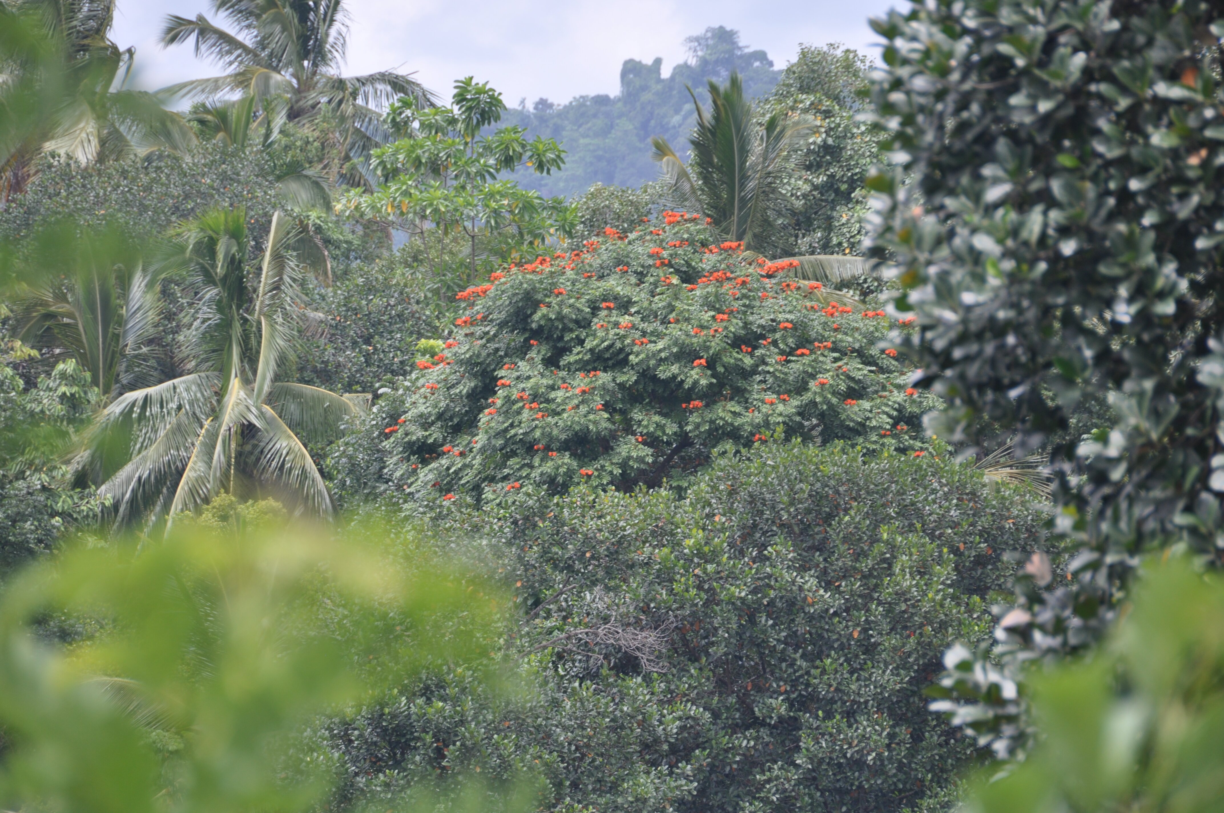 Aarunya Nature Resort - Sri Lanka-浴室