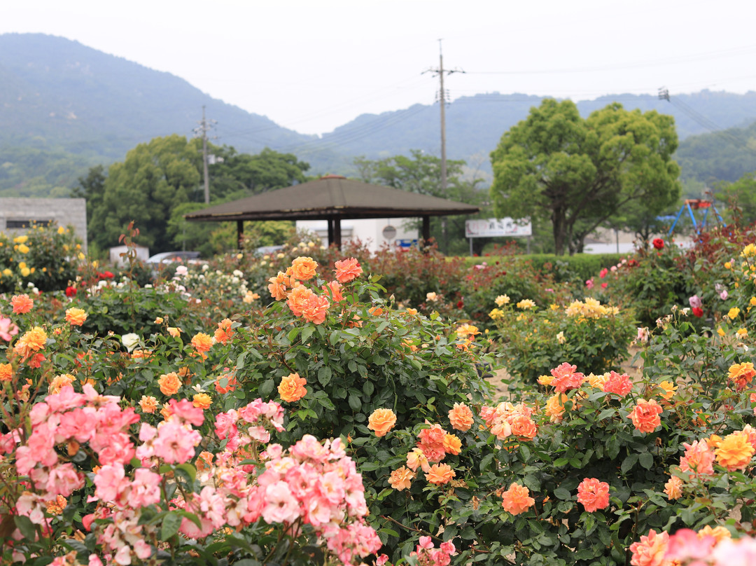 Yoshiumi Rose Park-今治市必去景点