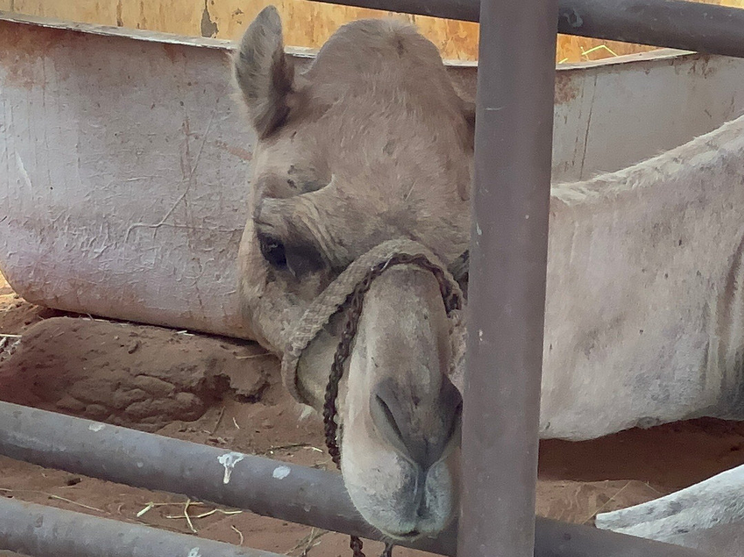 ARABIAN EXPLORE TOURS AND TRAVELS LLC-阿布扎比必去景点