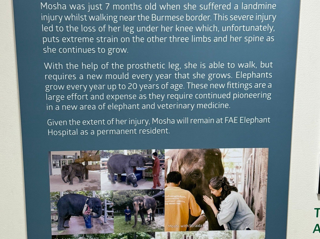 Elephant Parade Land-清迈必去景点