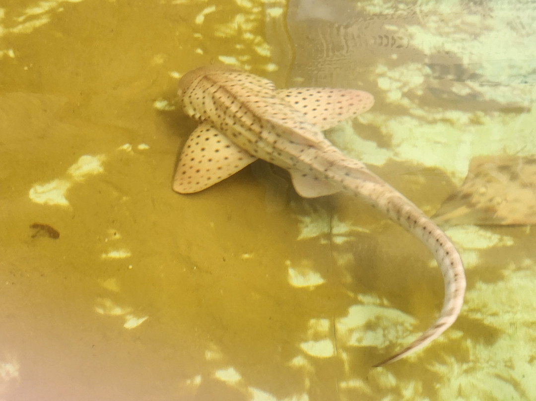 Shark And Ray Rescue Centre景点图片