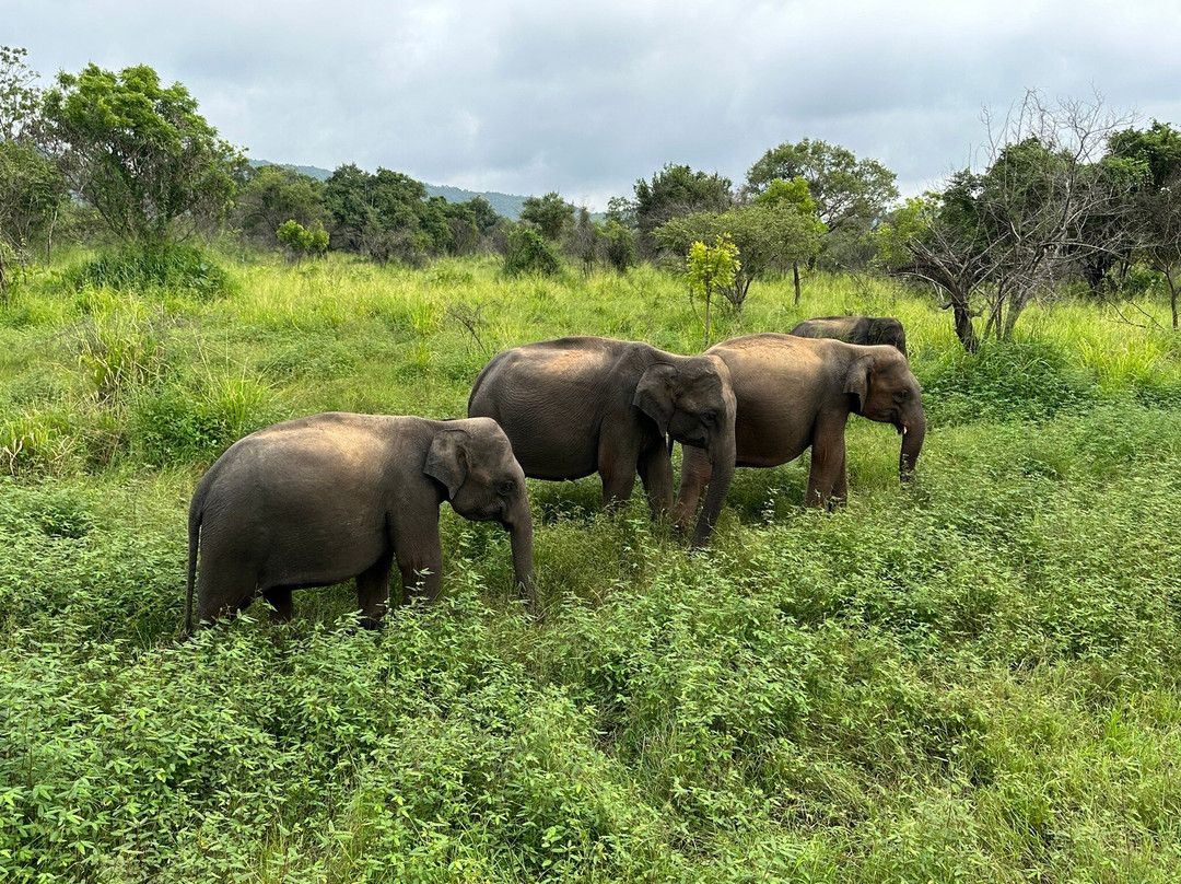 Navin Lanka Tours景点图片