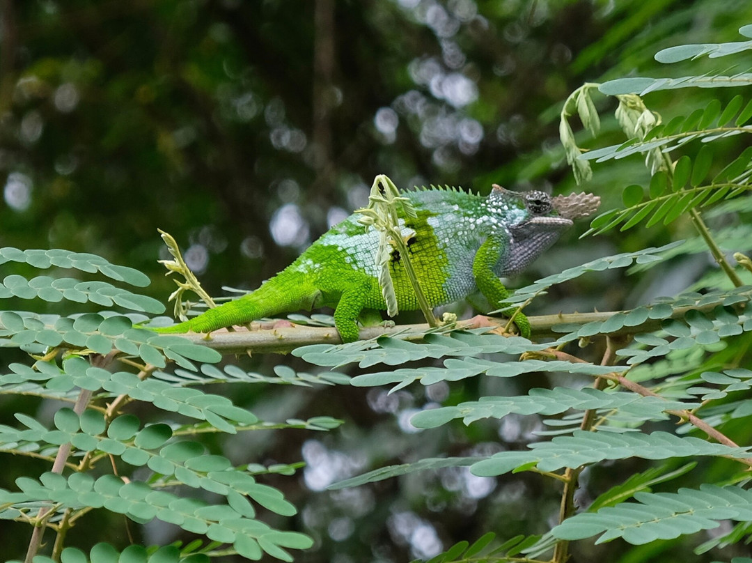 Usambara Eco Tours景点图片