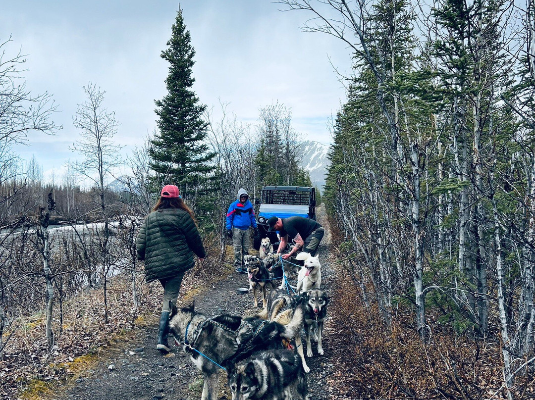 Squid Acres Kennel Dogsled Tours景点图片