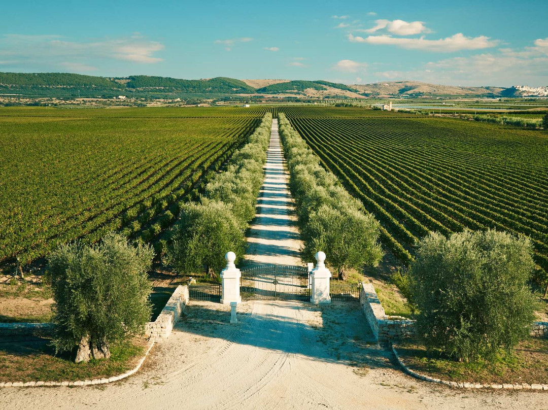 Tenuta Bocca di Lupo景点图片