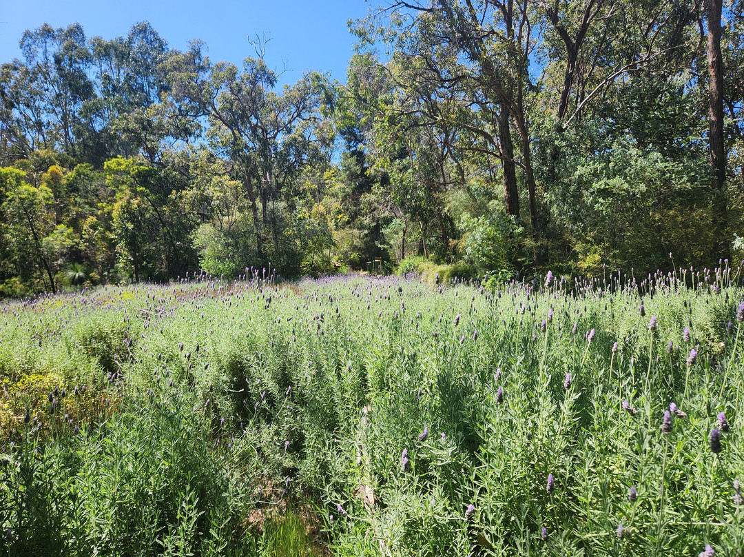 The Lavender Patch主图