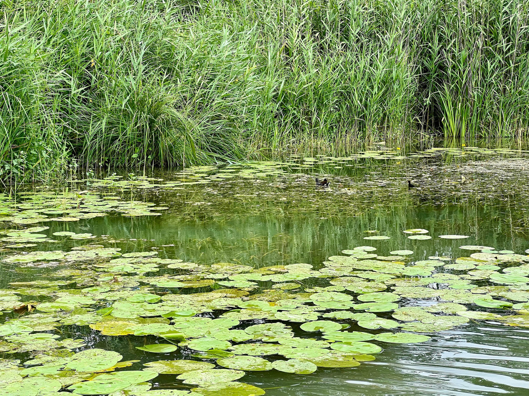 Embarcadère du Marais Poitevin景点图片