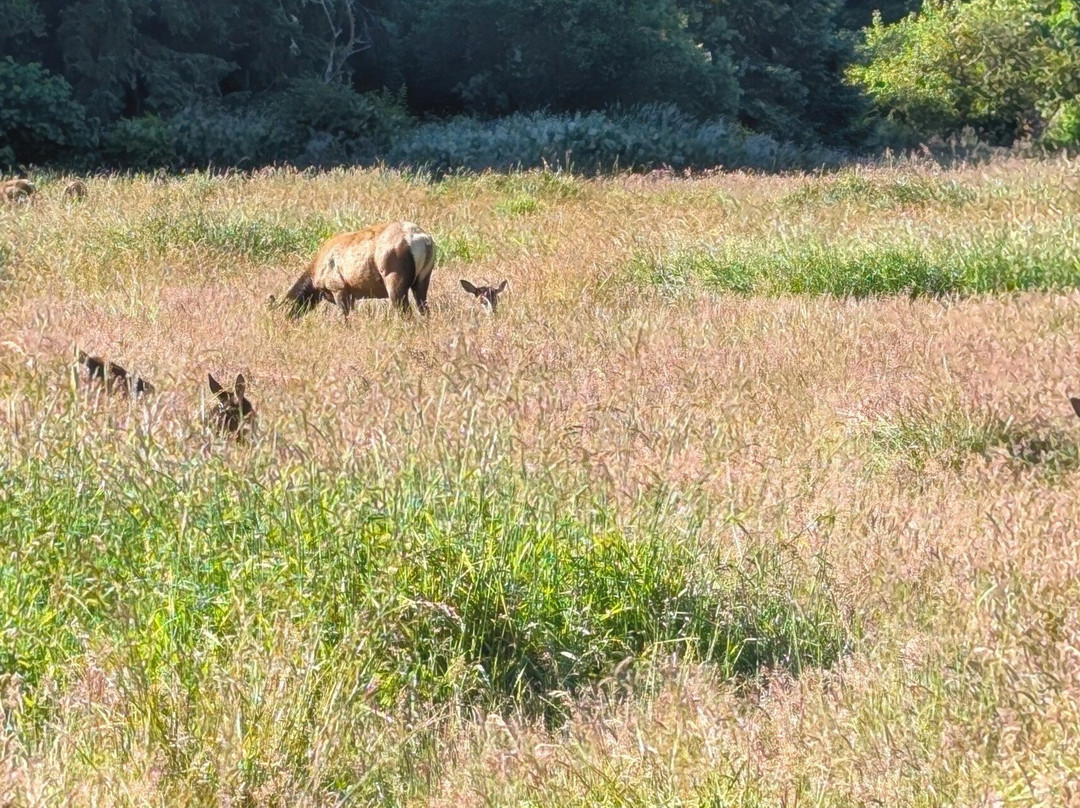 Elk Meadow Picnic Area景点图片