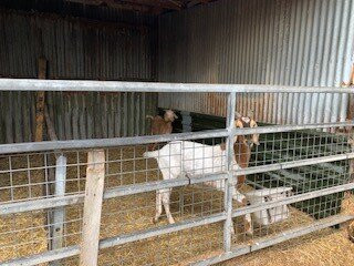 Lane's Garden Centre Open Farm-德比必去景点