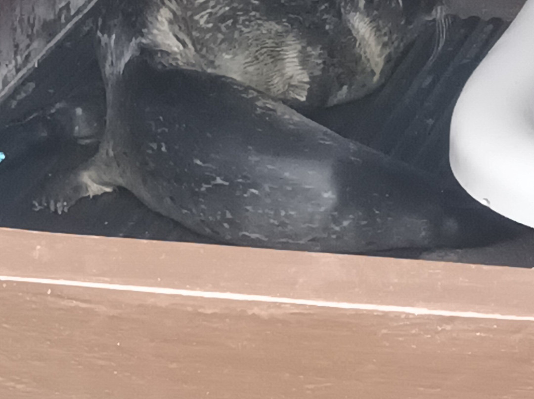 Seal Rescue Ireland-Courtown必去景点