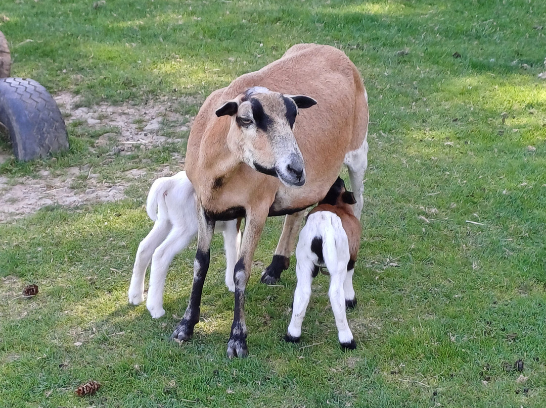 Wildpark und greifvogelzoo Potzberg景点图片