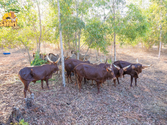Safari Cafe-藩切市必去景点